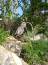 Kuechenschelle - Pulsatilla vulgaris * 865 x 1153 * (483KB)